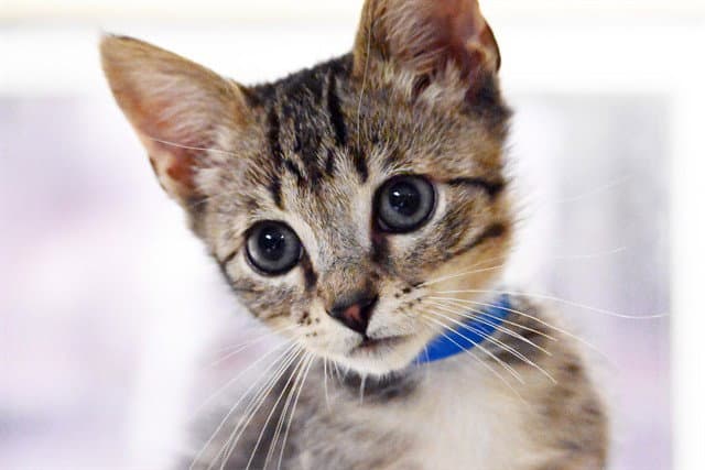 Chicken Little - Domestic Short Hair