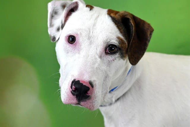 Perseus - American Pit Bull Terrier