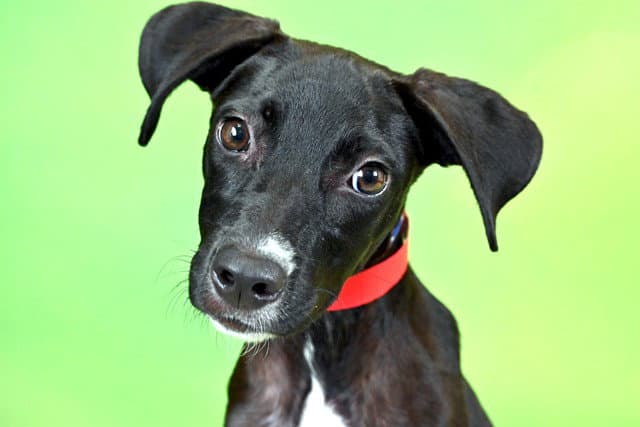 Shaunna - Australian Kelpie