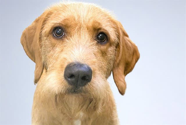 Jazzy - Wire-haired Pointing Griffon