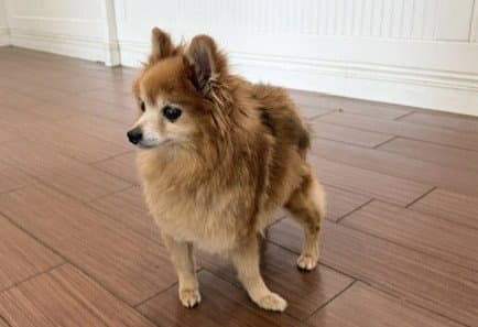 Stray Not Available - Pomeranian