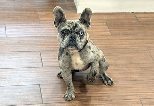 Stray Not Available - French Bulldog