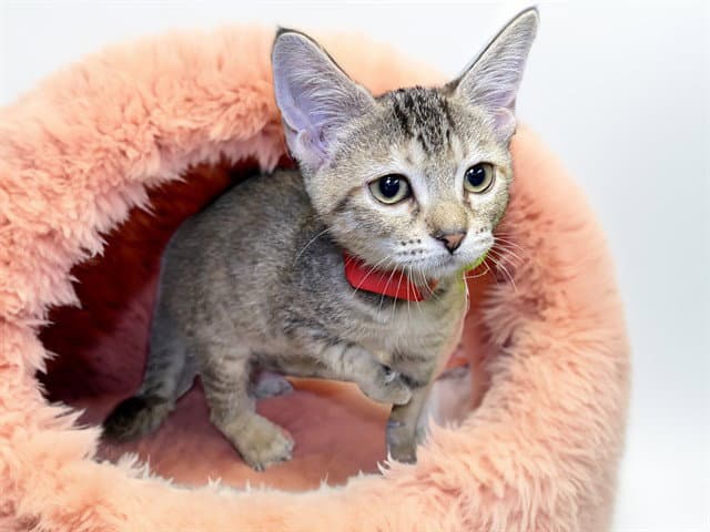 Iris - Domestic Short Hair