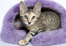 Missy image 1