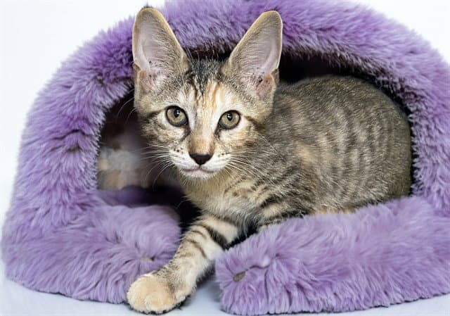 Missy - Domestic Short Hair
