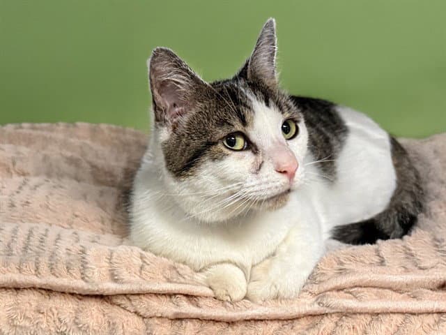 Elton - Domestic Short Hair