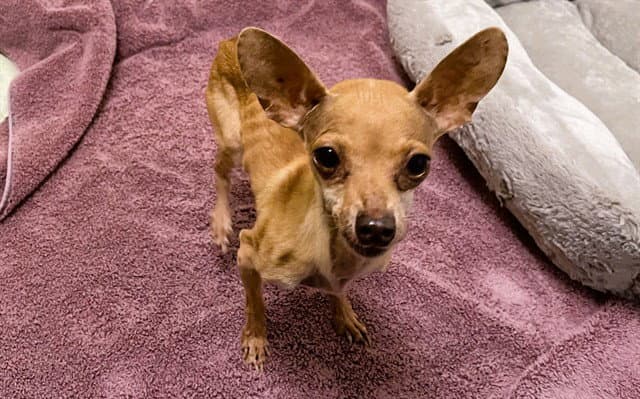 Stray Not Available - Chihuahua