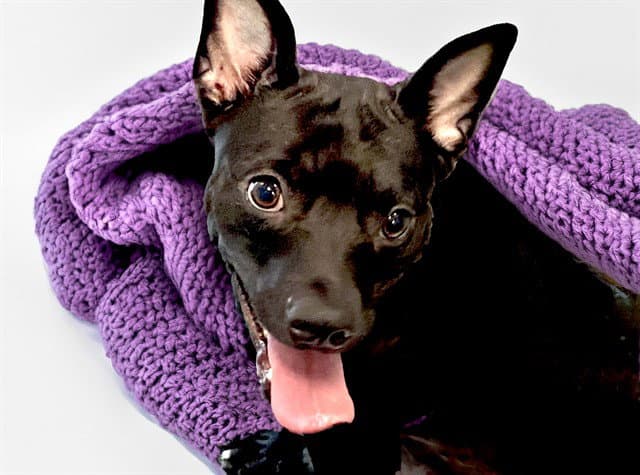 Jasmine - Labrador Retriever