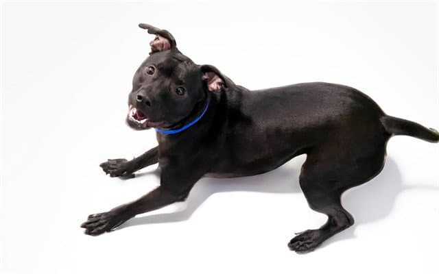 Kimiko - American Staffordshire Terrier