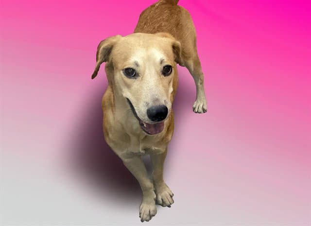 Laika - Labrador Retriever