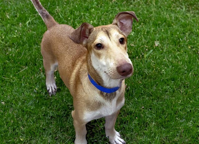 Tyson - Dachshund