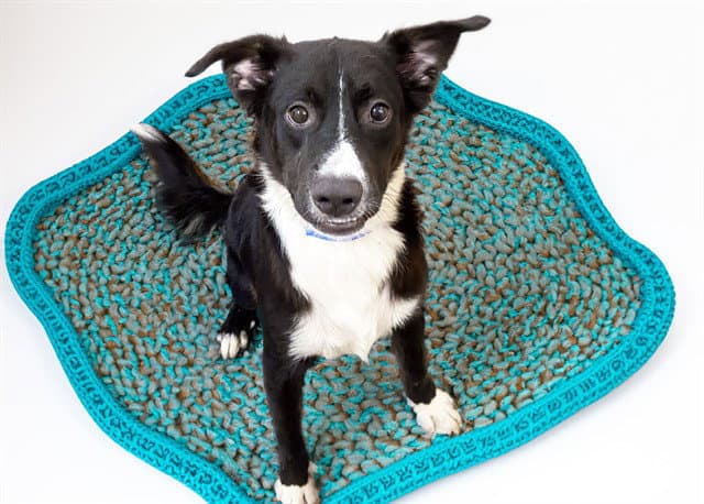 Mario - Border Collie