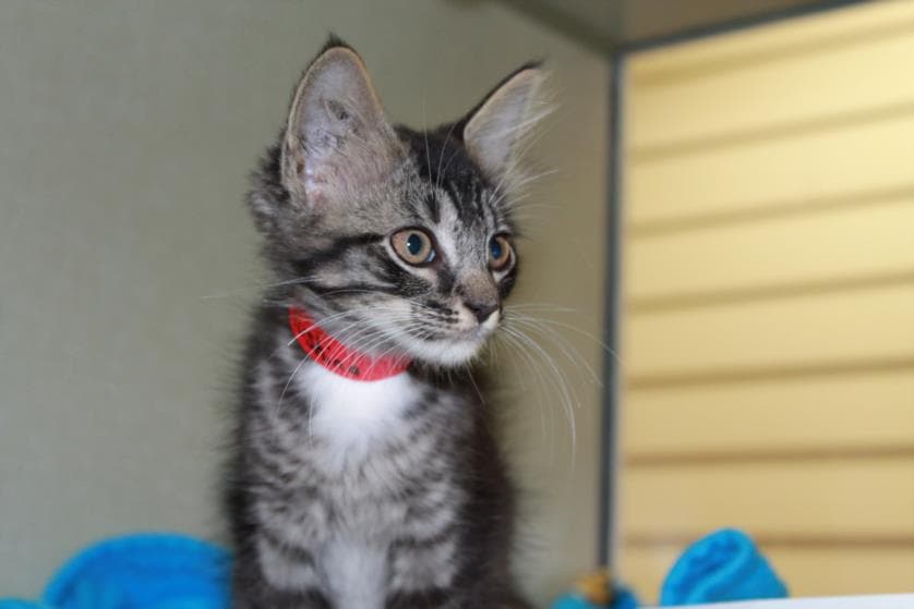 Freya - Domestic Long Hair