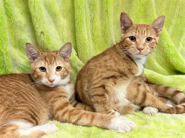 Scooter - Domestic Short Hair