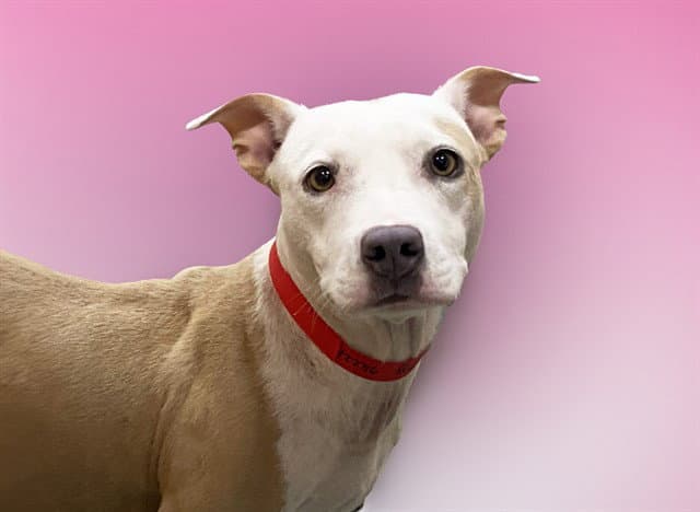 Rosy - American Staffordshire Terrier