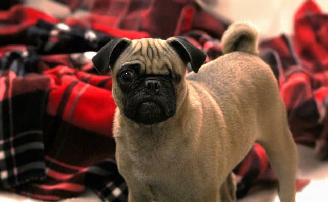 Frank - Pug