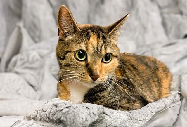 Ami - Domestic Short Hair