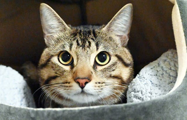 Symon - Domestic Short Hair
