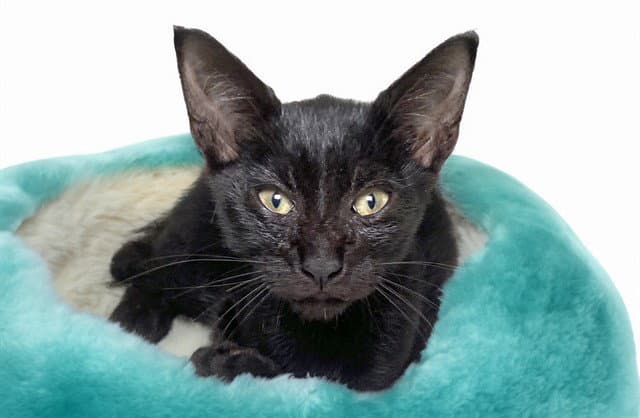 Lucas - Domestic Short Hair