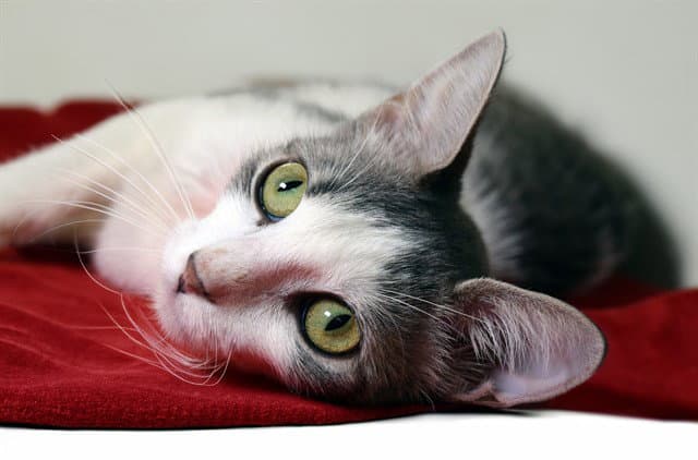 Heather - Domestic Short Hair