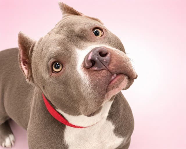 Skai - American Pit Bull Terrier