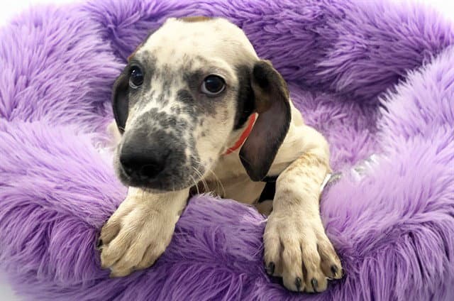 Marianita - German Shorthaired Pointer