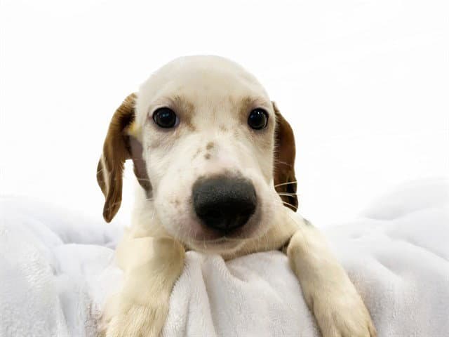 Maui - German Shorthaired Pointer