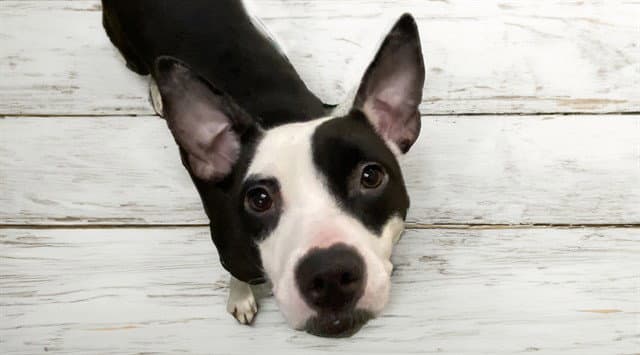 Shanell - Rat Terrier