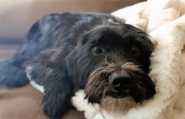 Stray Not Available - Miniature Schnauzer