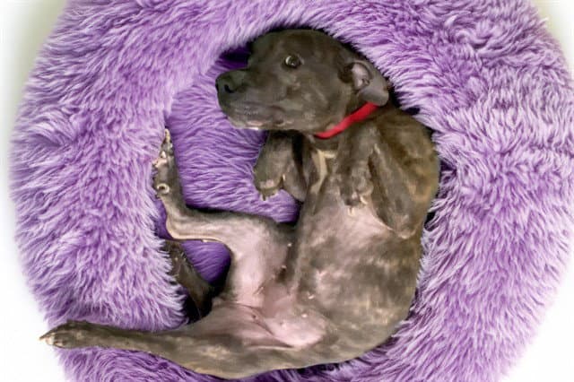 Reese - American Pit Bull Terrier