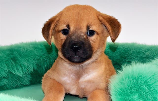 Flingstone - German Shepherd Dog