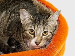 Papaya image 1