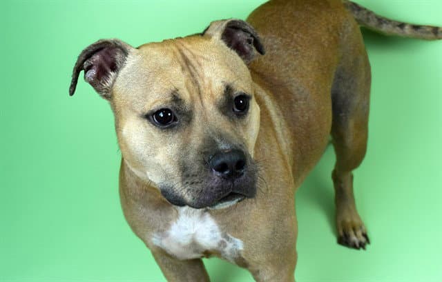 Mocha - American Staffordshire Terrier