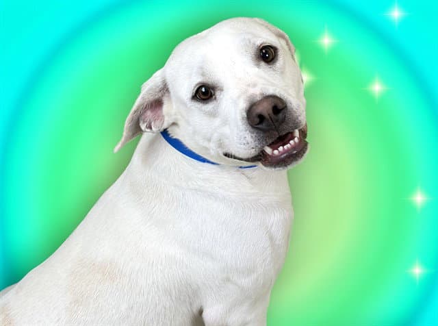 Wilby - Labrador Retriever