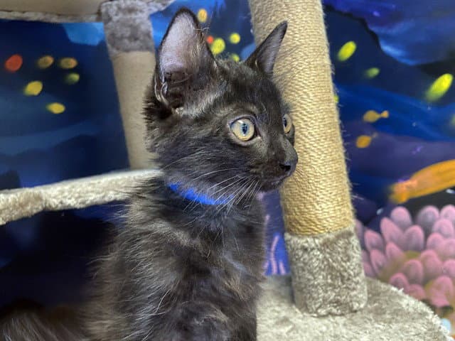 Orin - Domestic Short Hair