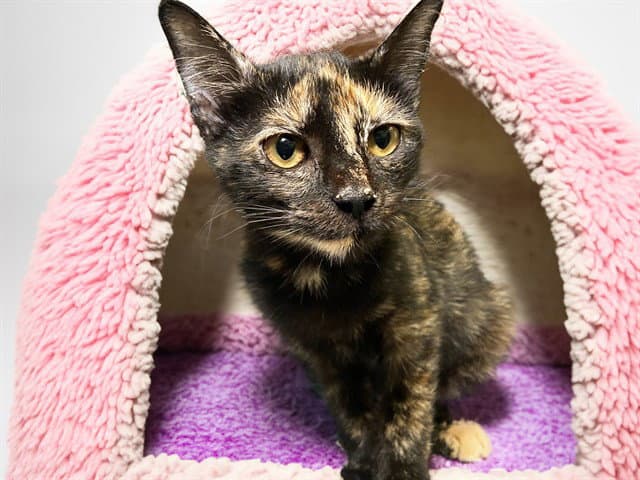 Talia - Domestic Short Hair