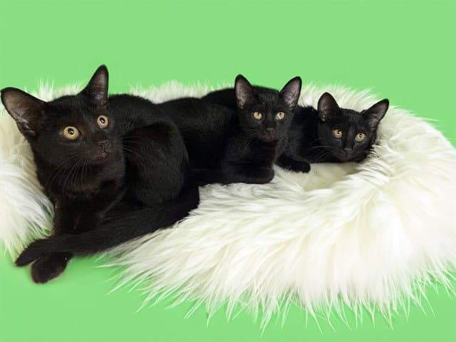 Farrah - Domestic Short Hair