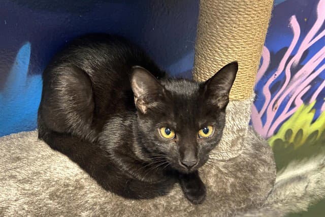 Farrah - Domestic Short Hair