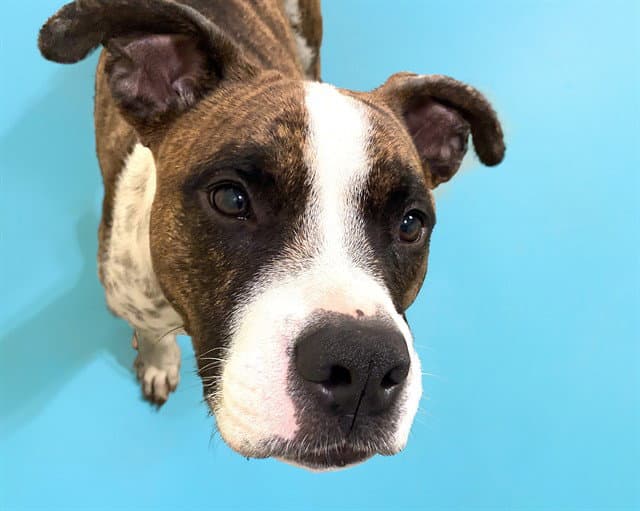Rocky - American Staffordshire Terrier