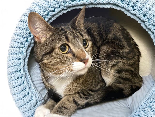 Henny - Domestic Short Hair