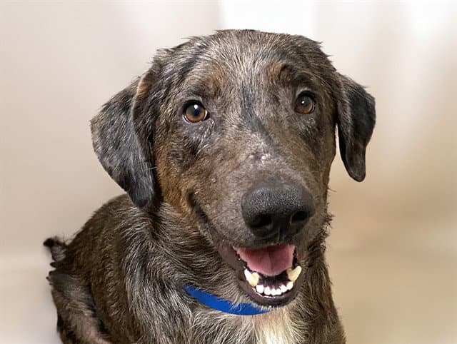 Scar - Catahoula Leopard Dog
