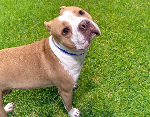 Ippo - American Bulldog