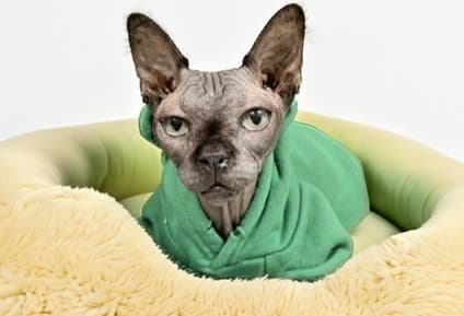 Stray Kitten - Sphynx (hairless cat)