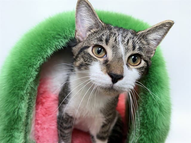 Mr Mister - Domestic Short Hair