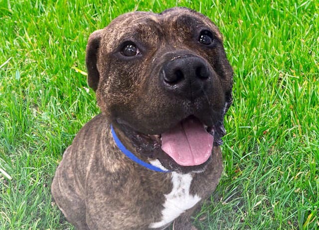 Guinness - American Pit Bull Terrier