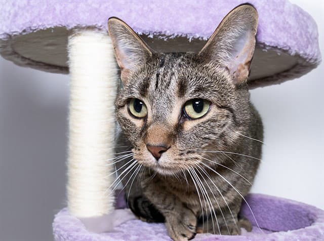 Misha - Domestic Short Hair