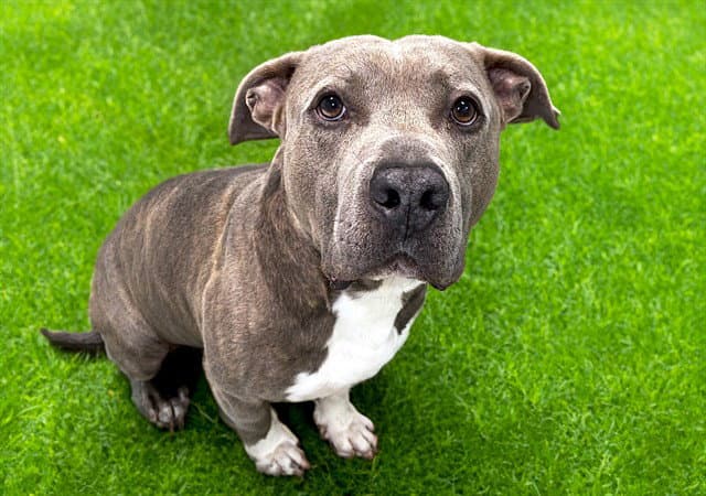 Frodo - Pit Bull Terrier