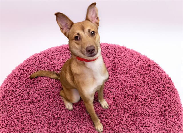 Delihah - German Shepherd Dog