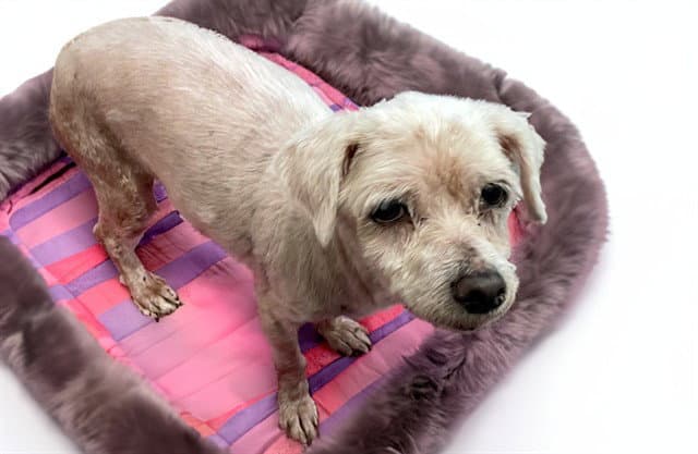 Stray Not Available - Maltese