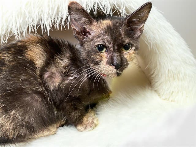 Stray Kitten - Domestic Short Hair